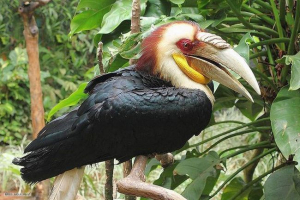 Важкий калао: носоріг з крилами Важкий калао: носоріг з крилами